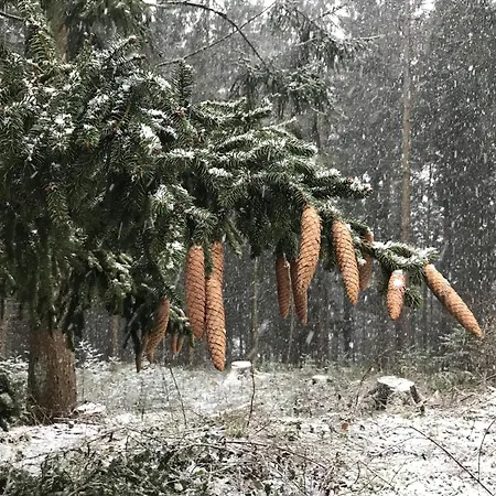 Dittmar Am Kaffeehof Bad Liebenzell