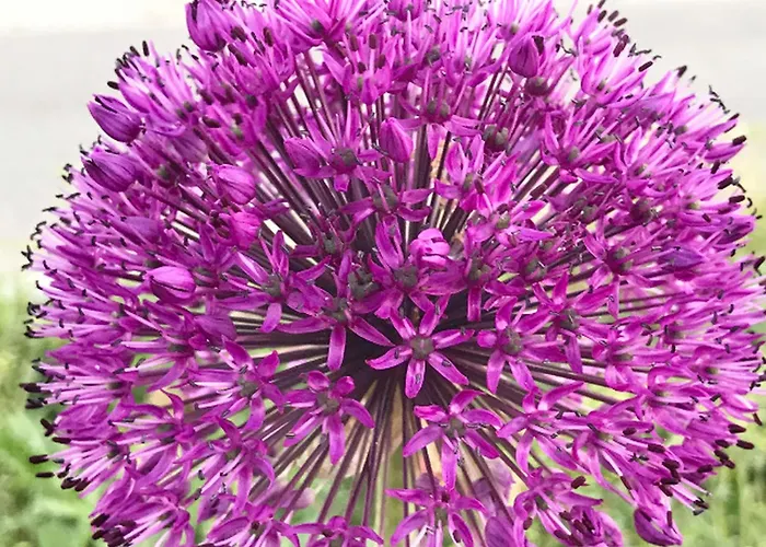 Dittmar Am Kaffeehof * באד ליבנצל