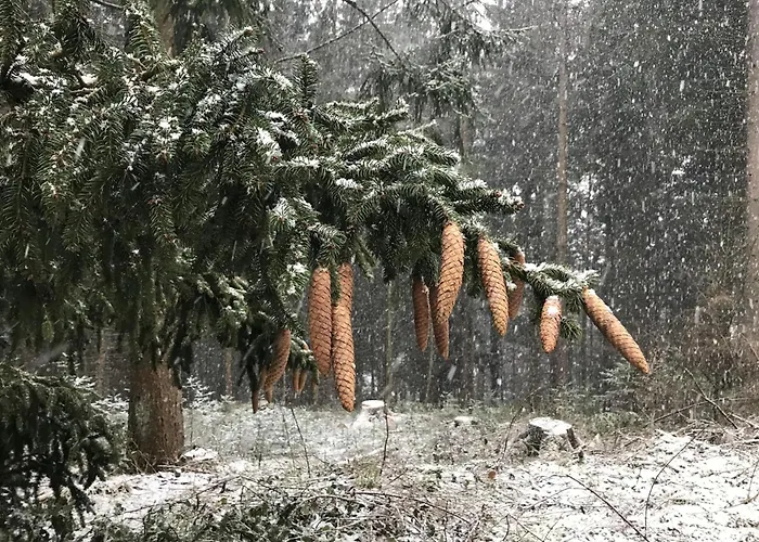 Dittmar Am Kaffeehof באד ליבנצל